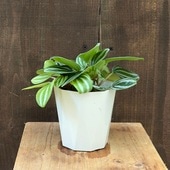 ������졡���տ�ʪ���ڥڥ��ߥ����٥륷��ե���ƥ�*3.5��ץ�ݥå�