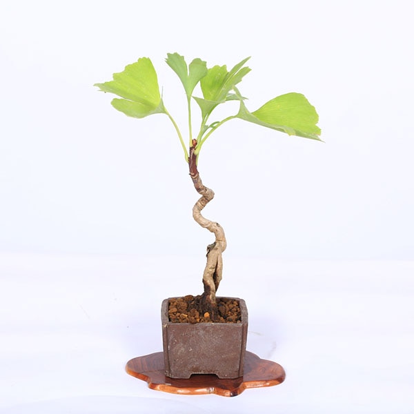 盆栽：銀杏(イチョウ)*現品 一点物 いちょう Icho bonsai ミニ盆栽