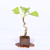 ߺϡ(祦)* ʪ 礦 Icho bonsai  ߥߺ