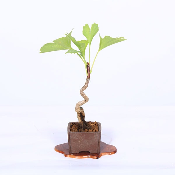 盆栽：銀杏(イチョウ)*現品 一点物 いちょう Icho bonsai ミニ盆栽