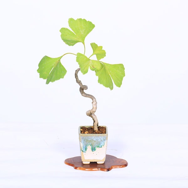 盆栽：銀杏(イチョウ)*現品 一点物 いちょう Icho bonsai ミニ盆栽