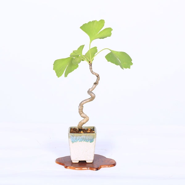 盆栽：銀杏(イチョウ)*現品 一点物 いちょう Icho bonsai ミニ盆栽