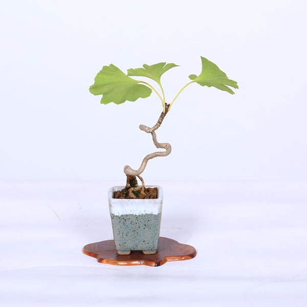 盆栽：銀杏(イチョウ)*現品 一点物 いちょう Icho bonsai ミニ盆栽