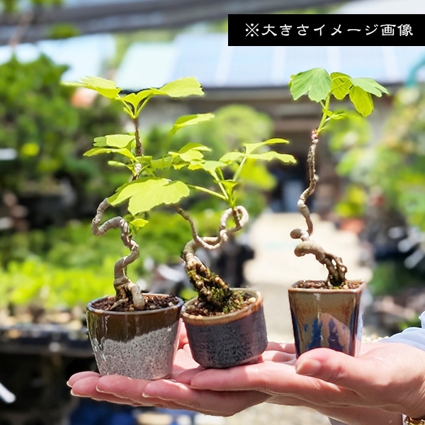 盆栽：銀杏(イチョウ)*現品 一点物 いちょう Icho bonsai ミニ盆栽