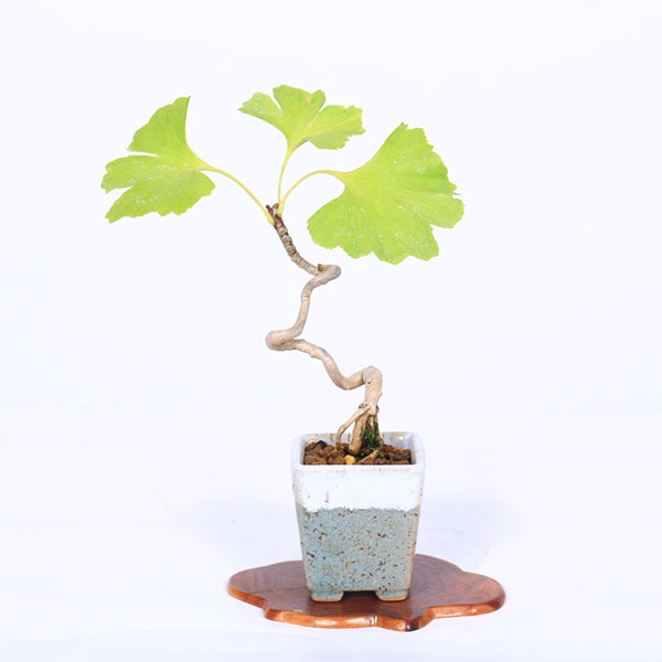 盆栽：銀杏(イチョウ)*現品 一点物 いちょう Icho bonsai ミニ盆栽