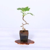 ߺϡ(祦)* ʪ 礦 Icho bonsai  ߥߺ
