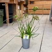 ���տ�ʪ �� ���饹�����ڥ饹������С����ӡ�*�����ץ쥹 3��