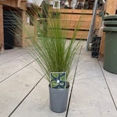 ���տ�ʪ �� ���饹�����ƥ��ѡ������塼*Stipa ichu 3��