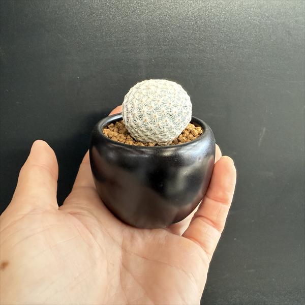 サボテン：マミラリア 白鳥 陶器鉢*幅3cm | サボテン＆多肉植物