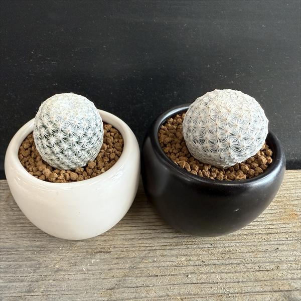 サボテン：マミラリア 白鳥 陶器鉢*幅3cm | サボテン＆多肉植物