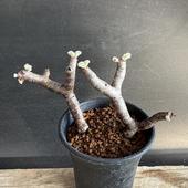 òǥåڥ르˥ࡡߥӥ졡ȯ*11ʡʸ¤