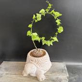 òǥåեꥫεȭ*6ʡʸ¤