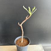 ǥåȥʡѥݥ*7ʡʸ¤