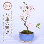 ߺϡȬŤε*(()ȭ) դ2026ǯճͽsakuraȭ  ָߺbonsai