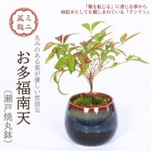 ミニ・小品盆栽,雑木 | 遊恵盆栽 本店