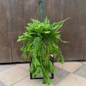 ������졡���տ�ʪ���ͥե���ԥ����ڥ�������*5���ߤ�ȭ