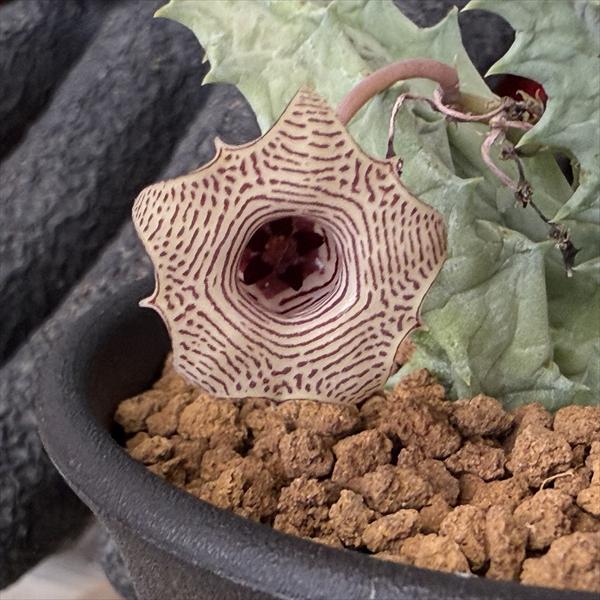 多肉植物：ガガイモ フェルニア ストリアータ*幅3.5cm | サボテン