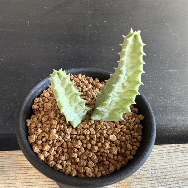 多肉植物：ガガイモ フェルニア ストリアータ*幅3.5cm | サボテン