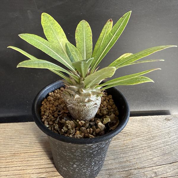 パキポディウム レアリー 実生 マセタの鉢ごと発送 パキポディウム