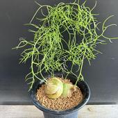 ò庬ʪ¡ʥǥ*庬7cmʡʸ¤