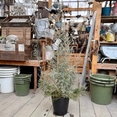 ������졡���տ�ʪ�����ġ���ץȥ��ڥ�ޥ� �ۥ磻�ȥƥ����ĥ꡼*8�桡�緿������