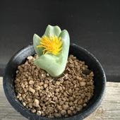 ¿����ʪ�����Υե��ĥ� ���Ƥ���*��2.5���