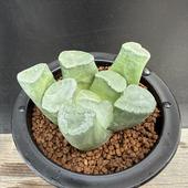 ¿����ʪ���ϥ������ ���� ̵�����롡�ࡼ��ɥ��åץ�*��8.5���