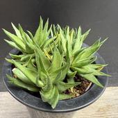 ¿ʪեϥhyb.*12*ʡʸ¤