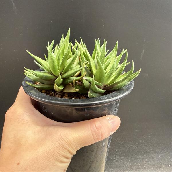 多肉植物：硬葉ハオルチアhyb.*幅12cm *現品！一品限り | サボテン