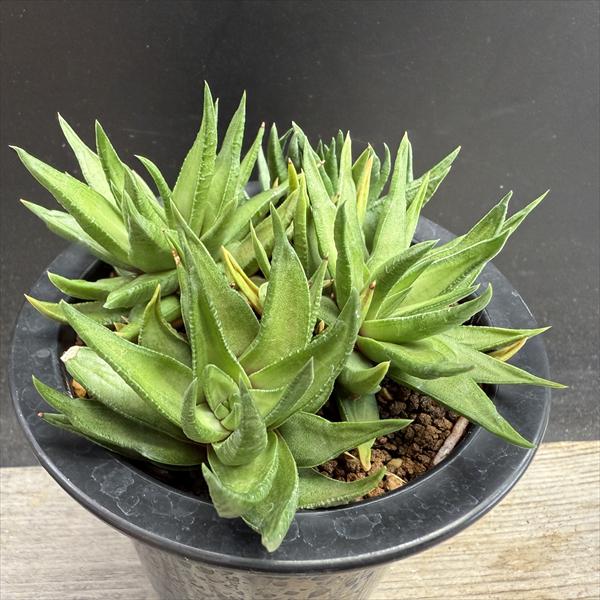 ☆サボテン・多肉植物☆832☆朝焼け Haworthia obtusa(dielsiana)hyb