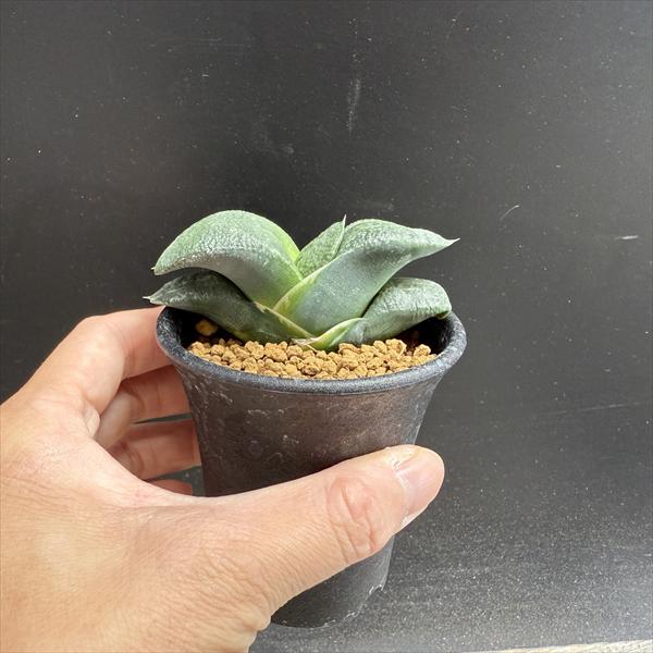 多肉植物：ガステリア 臥牛錦*幅7.5cm 現品！一品限り | サボテン