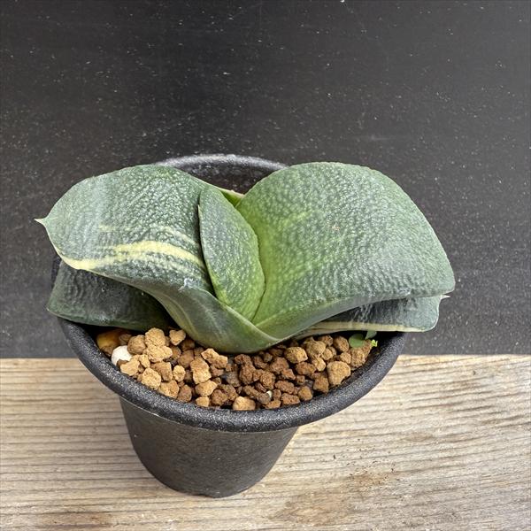 専用　多肉植物　リヤド錦　カット 多肉植物 エケベリア レインドロップ錦 7.5cmポット苗 : ハニー