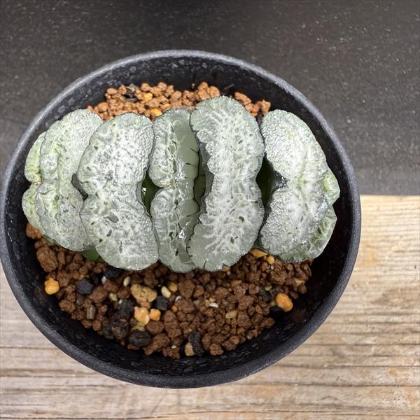 大型玉扇  美品 多肉植物：ハオルチア 玉扇 現品！一品限り 本店 ☆特価☆多肉植物