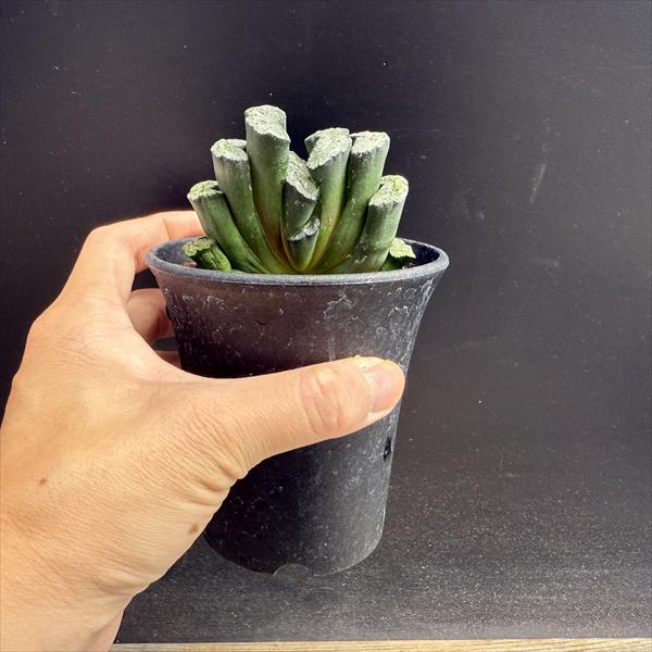 多肉植物：ハオルチア 玉扇 OT*幅7cm | サボテン＆多肉植物,多肉植物