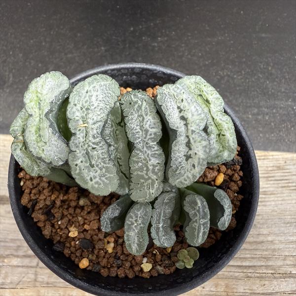 多肉植物：ハオルチア 玉扇 OT*幅7cm *現品！一品限り | サボテン