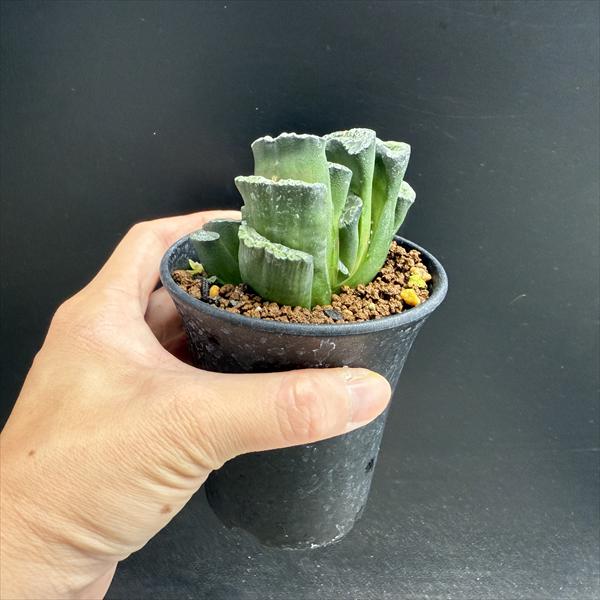 多肉植物：ハオルチア 玉扇 OT*幅7cm *現品！一品限り | サボテン