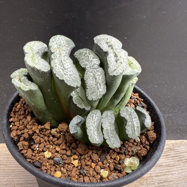 多肉植物：ハオルチア 玉扇 OT*幅7cm *現品！一品限り | サボテン