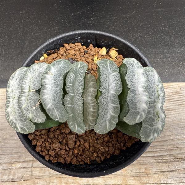 ☆特価☆多肉植物：ハオルチア 玉扇*幅9cm 現品！一品限り