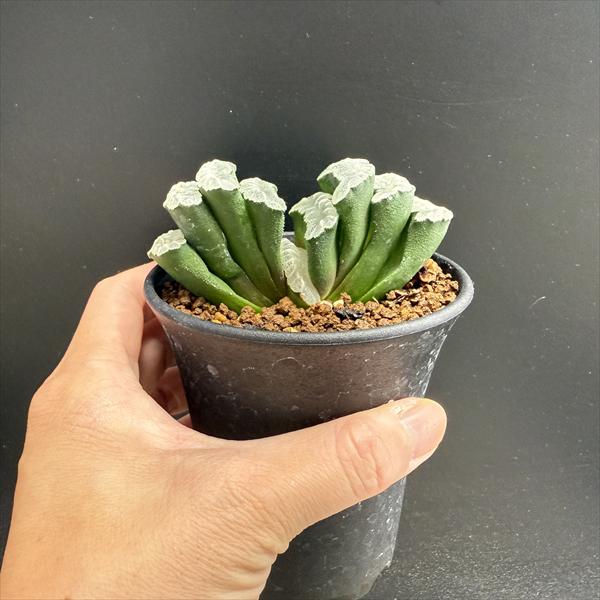 ☆特価☆多肉植物：ハオルチア 玉扇*幅9cm 現品！一品限り