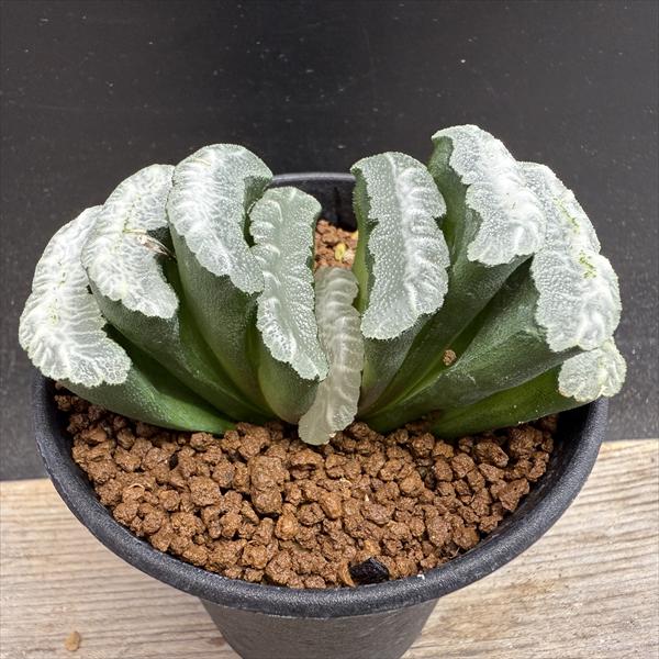 【ドーナツパピローサ特良タイプ】ハオルチア☆多肉植物☆サボテン ☆特価☆多肉植物：ハオルチア　玉扇*幅9ｃｍ　現品！一品限り-遊恵盆栽　本店