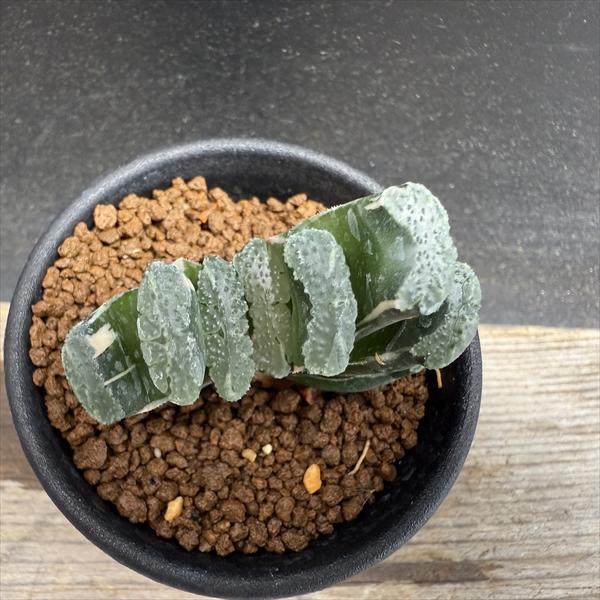 ☆特価☆多肉植物：ハオルチア 玉扇 少し斑入り*幅5.5cm 現品！一品