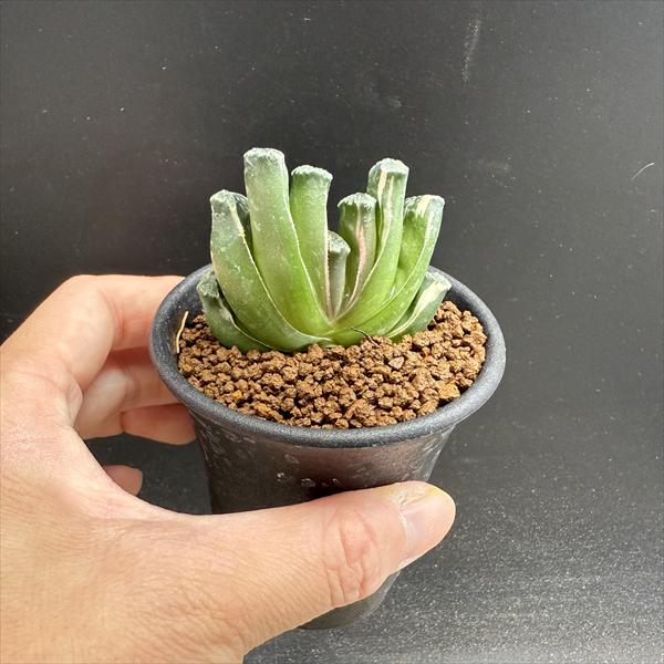 ☆特価☆多肉植物：ハオルチア 玉扇 少し斑入り*幅5.5cm 現品！一品