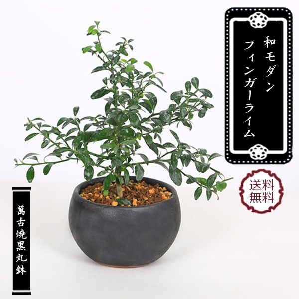 �¥���󡧥ե��󥬡��饤��*(�߸žƹ���ȭ) �������ڴ���bonsai