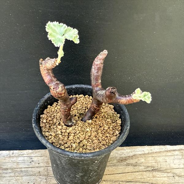 ☆特価☆コーデックス：ペラルゴニウム ミラビレ*幅6.5cm 現品！一品