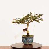 ߺϡɴ* ʪ 뤹٤ꡡ륹٥ sarusuberibonsai  ߥߺ