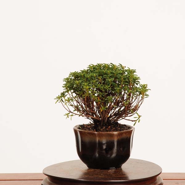 �ߺϡ��Ჵ����Į(���Ĥ�)������*����ʪ ������ĥ���satsuki ��bonsai �ߥ��ߺ�