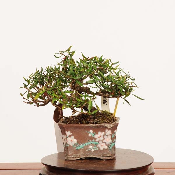 盆栽：縮緬葛（チリメンカズラ）*現品 一点物 ちりめんかずら Kazura