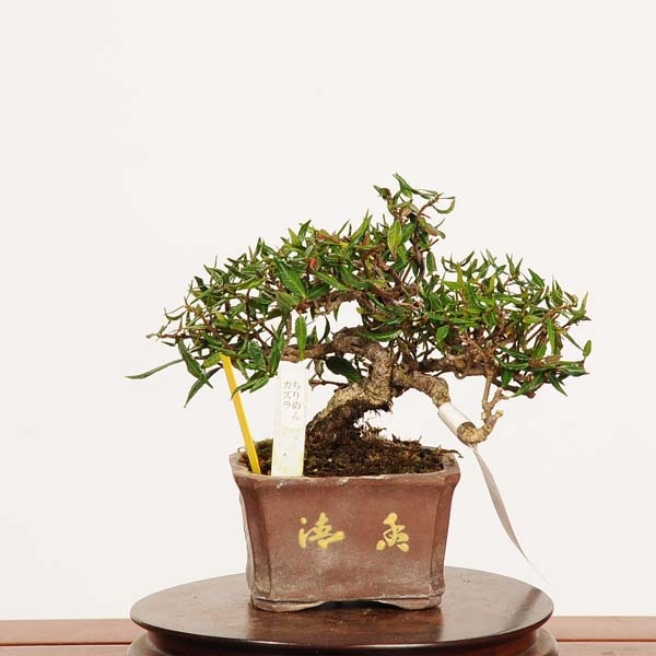 盆栽：縮緬葛（チリメンカズラ）*現品 一点物 ちりめんかずら Kazura
