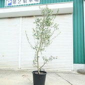 ���ڡ����ڡ����꡼�֡ʥ�å������������*����180��� ���ʸ¤ꡡ�����������