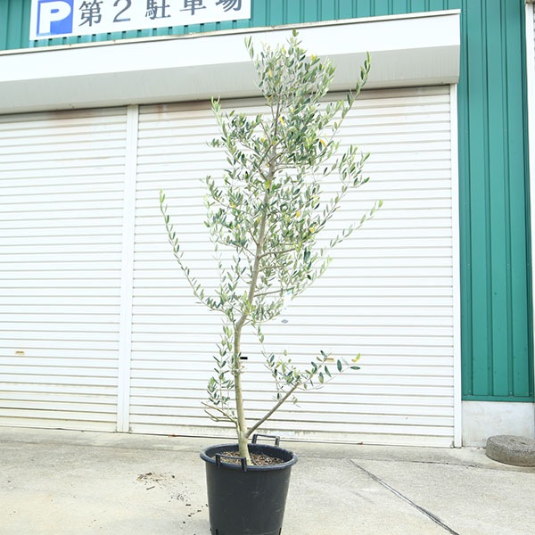 オリーブの木ルッカ約180cmNO.1906大型現品掲載人気品種